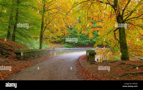 Autumn foliage at Peak District Stock Photo - Alamy