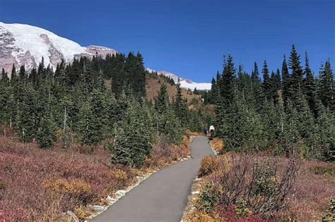 From Seattle: Mount Rainier National Park 1-Day Tour | Travel Buddies