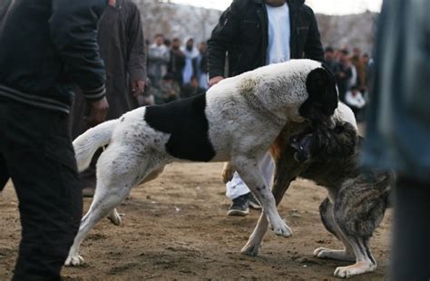 What Is Dog Fighting? A Worldwide Overview Of A Bloodsport!