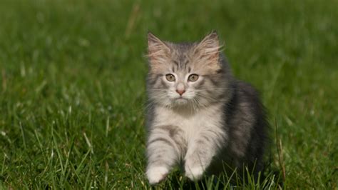 Norwegian Forest Cat Kitten: Complete Guide To Wegie Kittens