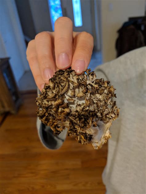 Any help with an ID? Pungent smell : r/Mushrooms