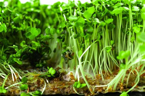 Everything You Need To Know About Microgreens Mold Plant House Aesthetic