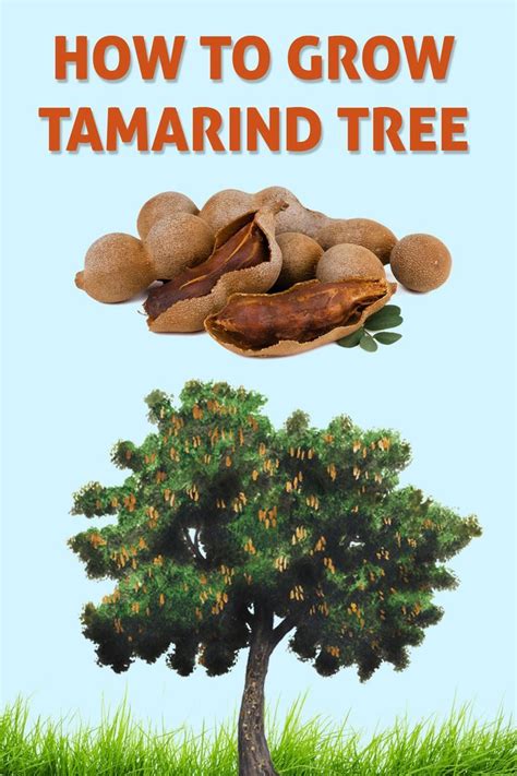 How To Grow Tamarind Tree Tamarind Tree Farms Growing Tree