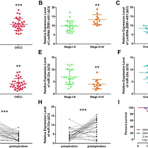 Zeb1 As1 Overexpression In Oscc Correlates With Tumor Progression And