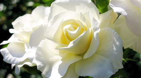 21 Beautiful White Rose Varieties to Grow This Season