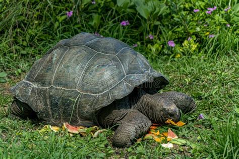 Fin Terrestre Géante De Tortue Des Seychelles Vers Le Haut Du Portrait