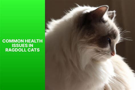 How Long Do Ragdoll Cats Live A Detailed Guide To The Lifespan Of