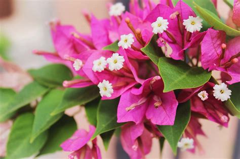 9 plantes d extérieur fleuries qui résistent à la chaleur et au froid