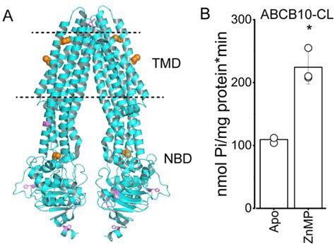 ATP hydrolysis | PLOS ONE