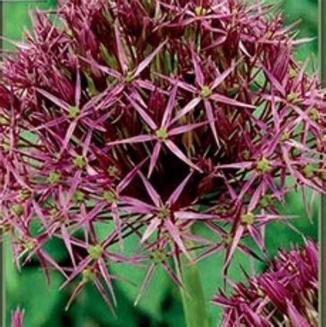 Bulb Allium Giant Christophii Ted Lare Design Build