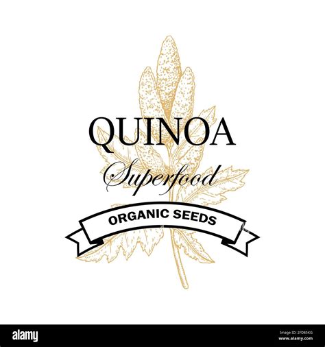 Quinoa vintage logo with hand drawn element. Vector illustration in sketch style Stock Vector ...