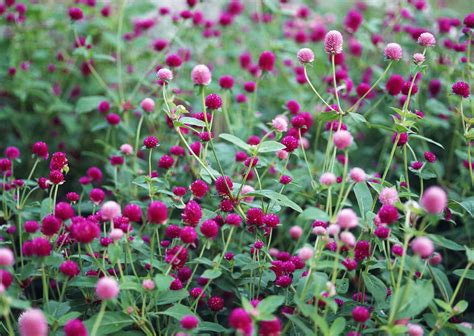 How To Grow And Care For Globe Amaranth Plants