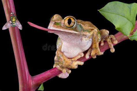 Frog Catching Fly With Tongue Stock Image Image Of Macro Nocturnal