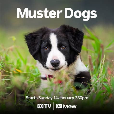 Muster Dogs- from pups to pros Season two of the smash hit series ...