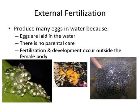 Internal vs External Fertilization Development Fertilization ...