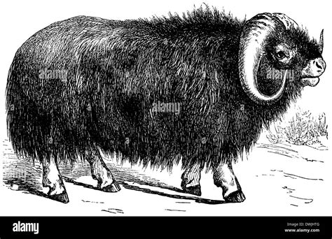 Musk Ox Black And White Stock Photos And Images Alamy