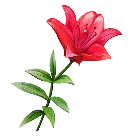 Red Lily Flower Illustration 11222428 PNG