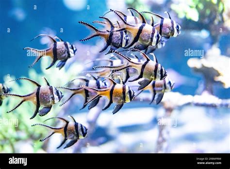 Fishes In The Largest Aquarium Of Europe Nausicaa In Boulogne Sur Mer