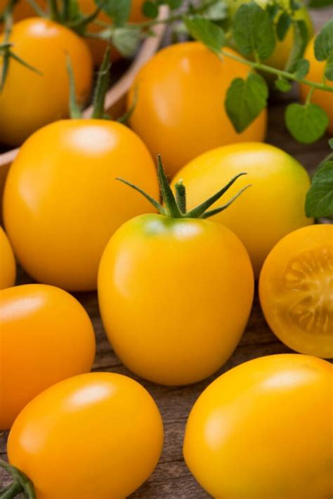 Bio Saatgut Tomate Puskin Tomatenzauber De Onlineshop