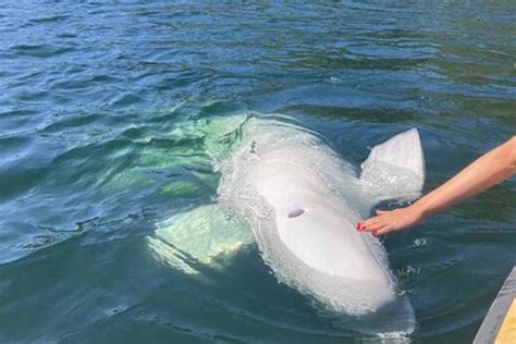 Hvaldimir è morto il beluga spia russo che conquistò la Norvegia