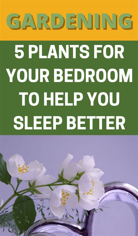 5 Plants For Your Bedroom To Help You Sleep Better Gardening Sun Garden Ideas Budget