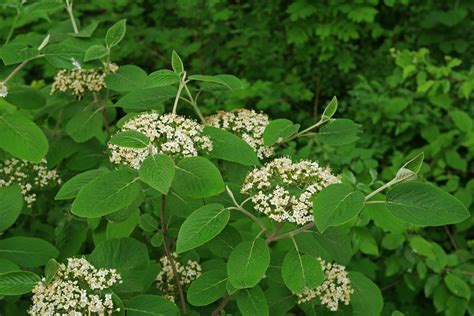 Wayfaring Tree (Viburnum lantana)