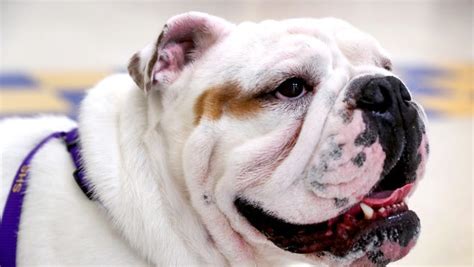 Smyrna High School gives rescued bulldog new 'leash' on life as mascot