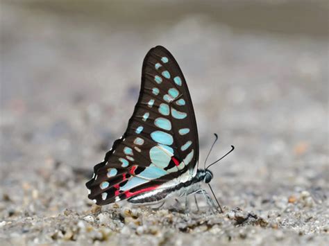 Common Jay Graphium Doson INaturalist Canada