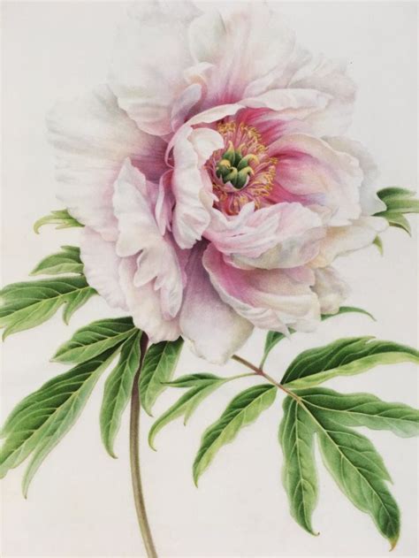 Jim S Peony Fine Art Print Botanicals By Karen Kluglein Flower