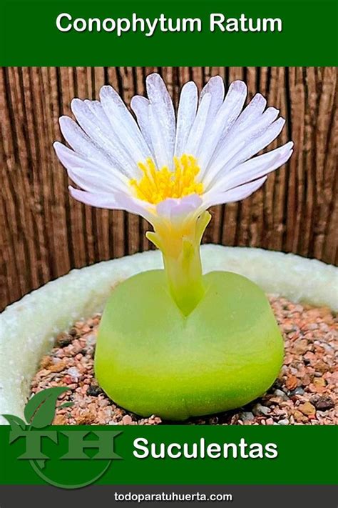 Conophytum Ratum Es Una Especie De La Familia Aizoaceae Originaria De