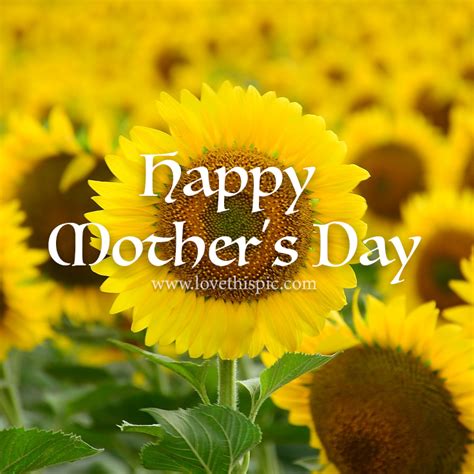 Sunflower Field Happy Mothers Day Quote Pictures Photos And Images