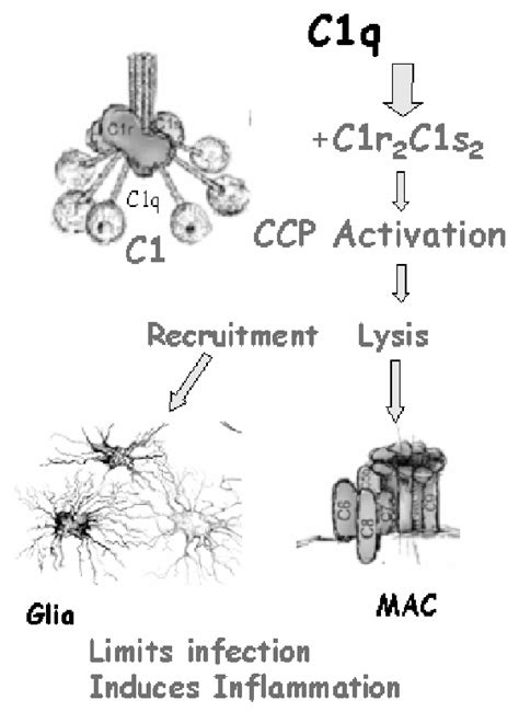 C1q Is The Recognition Component Of The Classical Complement Pathway