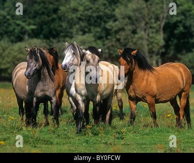 Garron Horse Stock Photo: 103177535 - Alamy