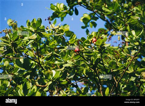 Cashew Nut Tree India Stock Photo Alamy