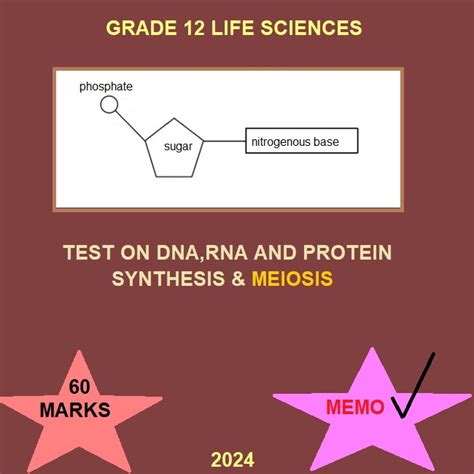 GRADE 12 LIFE SCIENCES TEST ON DNA RNA AND PROTEIN SYNTHESIS MEIOSIS