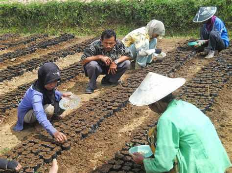 Pusat Bibit Unggul: Budidaya Tanaman Sayuran