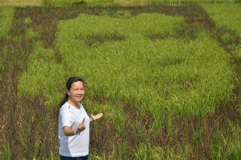 Senator Poe Pushes Support For Rice Farmers Prri