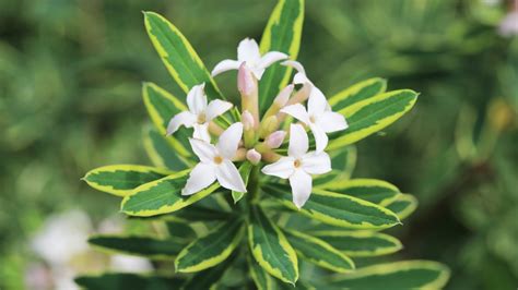 9 Flowering Daphne Varieties For Your Landscape