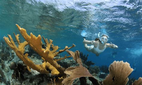 Snorkeling In Curaçao What You Need To Know While On Vacation