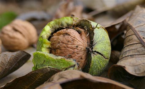 Noyer Juglans Regia Larbre Noix Plantation Culture Entretien