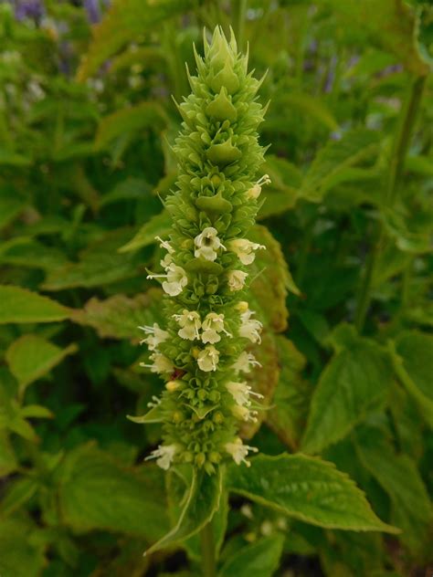 Agastache nepetoides - Beth Chatto's Plants & Gardens