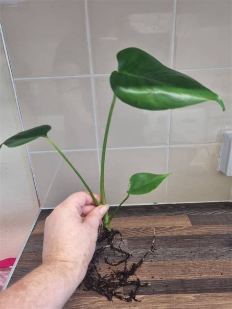 Monstera Deliciosa Swiss Cheese Plant Cuttings Medium Well Etsy Uk