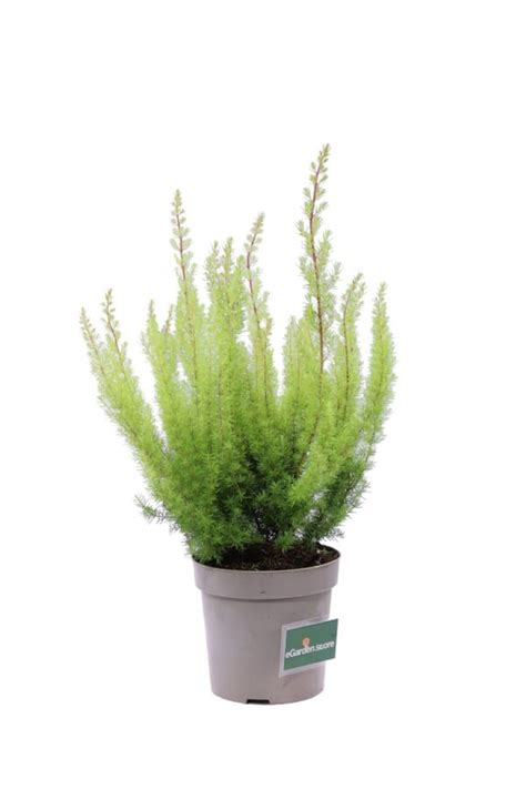 Erica Erica Arborea Alberts Gold Vivaio Online Egarden