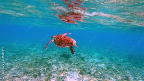 Wildlife Sea Turtle Swim In Blue Water Ocean Beautiful Green Turtles