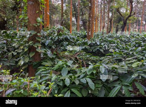 Coorg coffee plantations hi-res stock photography and images - Alamy