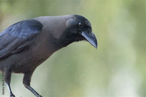 Portrait of house crow, Corvus splendens Stock Photo | Adobe Stock