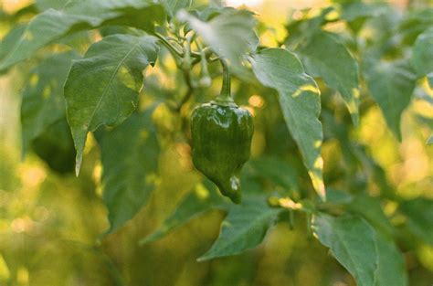 Hot Pepper Seed Collection 10 Pack Sereniseed