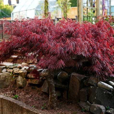 Red Select Japanese Maples For Sale