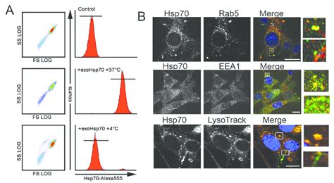 Exo Hsp70 Is Internalized By Cancer Cells Employing The Mechanisms Of