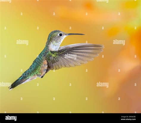 Colibri à Queue Rousse Banque De Photographies Et Dimages à Haute